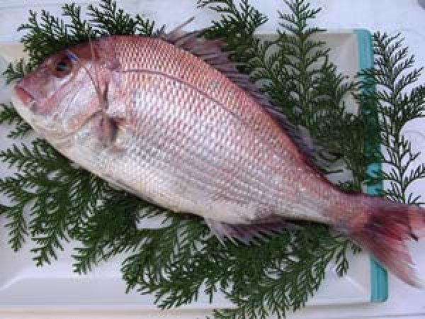 天然鯛 約1 5g エヒメ活魚